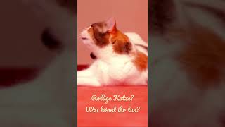 Rollige Katze Was könnt ihr tun [upl. by Craggy446]