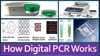 Digital PCR Introduction Principle Advantages Applications How Digital PCR Works [upl. by Ycinuq]