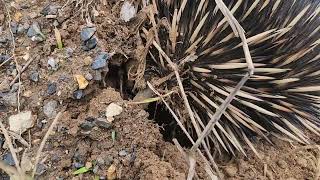 Australian animals on the farm  Echidna [upl. by Rianon]