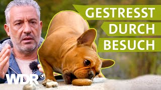 So lernt der Hund Grenzen zu respektieren  Hunde verstehen  S05E01  WDR [upl. by Pappas456]