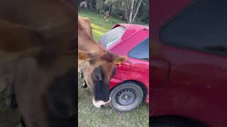 Vacas curiosas 😀 mato travel fazenda nature animals agro vaca [upl. by Ridan]