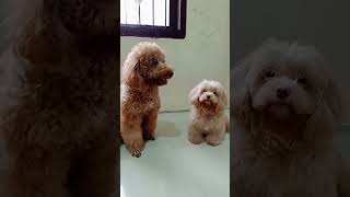 Best Friend shorts shortvideo thekingdomofmaltipoo cutedog poodle funnydogs [upl. by Engleman]