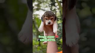 Beagle puppy sale in maduraicoimbatoreTrichyselamchennaierodeVillupurambeaglepuppypets [upl. by Bouchard917]