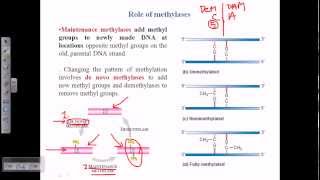 Types of DNA methylation [upl. by Elson578]