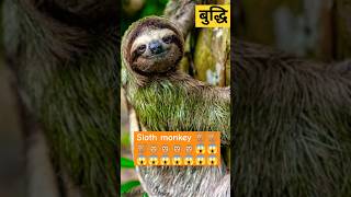 Sloth monkey 🐒🐒🐵😱😱  स्लॉथ बंदर facts buddhibarhao education shortfeed shorts youtubeshorts [upl. by Suk]