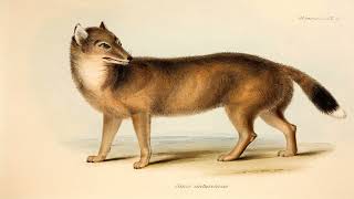 The Enigmatic Falkland Islands Wolf A Unique Canid Lost to History [upl. by Haissem]