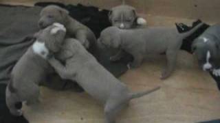 NEW Pit Bull Puppies for sale Now 2009 [upl. by Lothaire236]