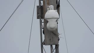 LabPadre Nerdle Cam Tower Up Close [upl. by Jewett854]