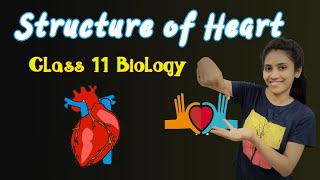 Structure of heart class 11 Biology  Chapter 18  NCERT  NEET  Body fluids Circulation [upl. by Margaret]