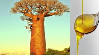 Health Benefits of Baobab Oil [upl. by Mae825]