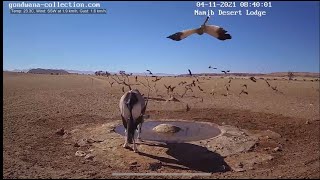 NamibiaCam goshawk hunting sandgrouse 4 November 2021 [upl. by Daria545]