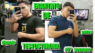 2 ENANTATO DE TESTOSTERONA  2° semana de ciclo [upl. by Acimahs]