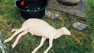 Shocking unexplained Sheep DEATH  Another Fainted [upl. by Arreic]