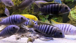 Beautiful Malawi Mbuna Tank  African Cichlids Rock Setup [upl. by Llebasi556]