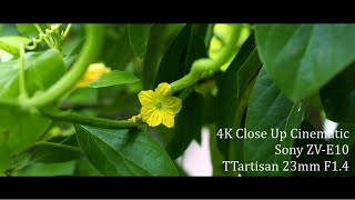 Close Up Cinematic 4K  TTArtisan 23mm F14 Lens  Sony ZVE10  SLOG2 Picture Profile  Filmora 13 [upl. by Ilyse]