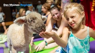 Goats and lambs join yogis at the 2019 Iowa State Fair [upl. by Dnalyaw912]