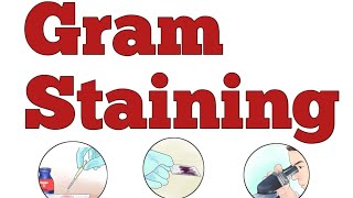 GRAM STAINING MICROBIOLOGYnorcet nursing biology viralvideo boardexam neet shorts [upl. by Sidnal]