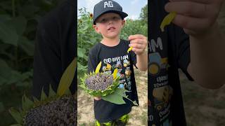 Carson Lee knows his stuff farmfacts farming farmingfamily sunflower [upl. by Doran291]