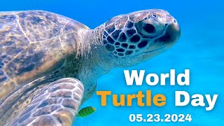 World Turtle Day 2024 [upl. by Pietje14]