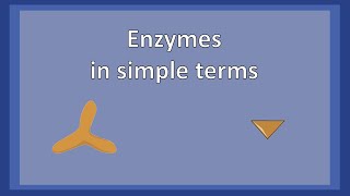 Enzymes in simple terms [upl. by Hsital605]