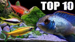 Ten Tetra Fish Perfect for MediumSized Cichlids [upl. by Capone]