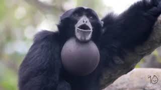 yelling gibbon monkey for 10 hours [upl. by Violeta136]