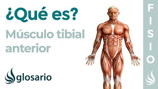 Anatomía de la tibia y el peroné [upl. by Hars958]