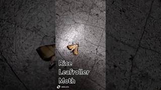 Rice Leafroller Moth httpswwwyoutubecomchannelUCdUZ9zKeBkP8oH7ioqpKCeg [upl. by Feola888]