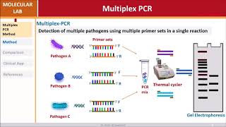 Multiplex PCR [upl. by Ahtanoj]