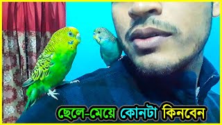 বাজরিগারকে পোষ মানানোর জন্য ছেলেমেয়ে কোনটা কিনবেন 💥 Which type Of Budgies r best for taming⚡ Jactok [upl. by Synn]