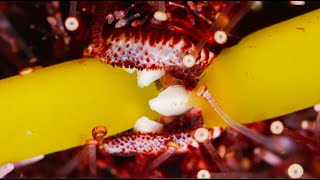 California purple sea urchins eating kelp in time lapse and extreme close ups [upl. by Moreta28]