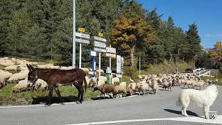 La transhumance spectacle dautomne dans les Alpes Maritimes  Octobre 2019 [upl. by Jarlen]