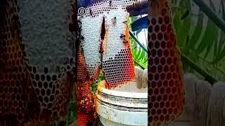 Pure Nature Wild Honey Tree Bee Yummy ASMR Honeycombs 30 [upl. by Aisak]