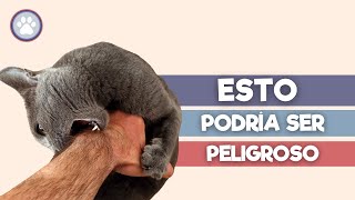 ¿Tu GATO ataca tus manos y pies  Ten CUIDADO 😱 [upl. by Strang164]