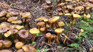 Trompetenpfifferling Cantharellus Tubaeformis [upl. by Waldack]