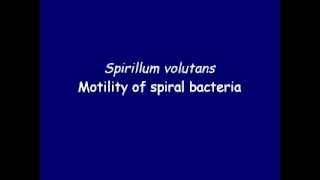 Bacteria motility  Spirillum volutans [upl. by Margot]