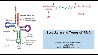 Structure and Types of RNA  RNA Ribonucleic Acid Functions  NEET PG  Molecular Biology [upl. by Munford]