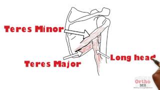 Basic sciences  Anatomy of Shoulder spaces [upl. by Rabi]