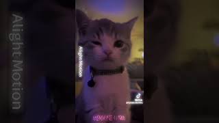 winking cat Pickle the kitty  HUE WARNING picklethecat edit cat youtube FLASH WARNING [upl. by Rafter]