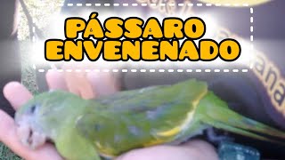 pássaro envenenado O que fazer para tentar salvar a vida de uma ave que foi envenenada [upl. by Server]