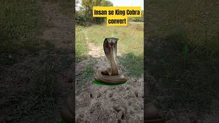 Insan se King Cobra convertshort [upl. by Hardan]