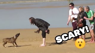 VICIOUS DOG ATTACKS PEOPLE ON BEACH [upl. by Attenweiler]