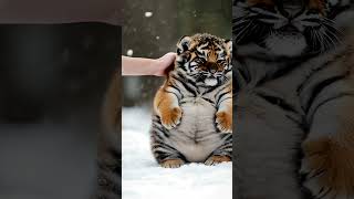 The Fat Tiger babytiger animals tiger cute [upl. by Noivaz]