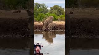 Warthog Family Enjoying Waterhole [upl. by Grazia]