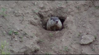 Woodchucks emerge [upl. by Anaert]