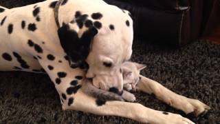 Un dalmatien prend soin dun chaton [upl. by Gisser]