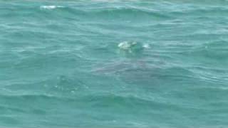 Huge Monster Hammerhead Shark noses Sting Ray Chew On This [upl. by Barnie]