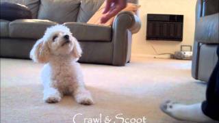 Miniature Poodle Tricks 2 [upl. by Gibbon977]