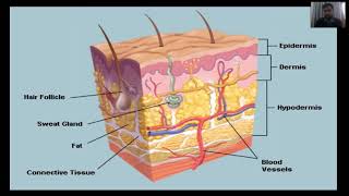 Pressure ulcer Bedsores decubitus ulcers or pressure sores in UrduHindi  Fundamental of Nursing [upl. by Gweneth]