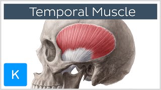 Temporal Muscle Anatomy Overview  Human Anatomy  Kenhub [upl. by Malamut]